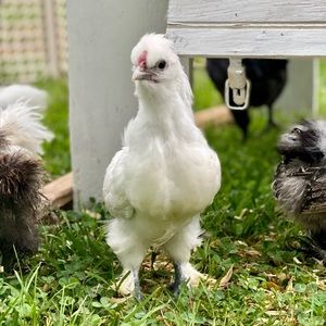 Meet your Posher, Christie